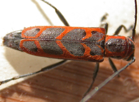 Elm Borer